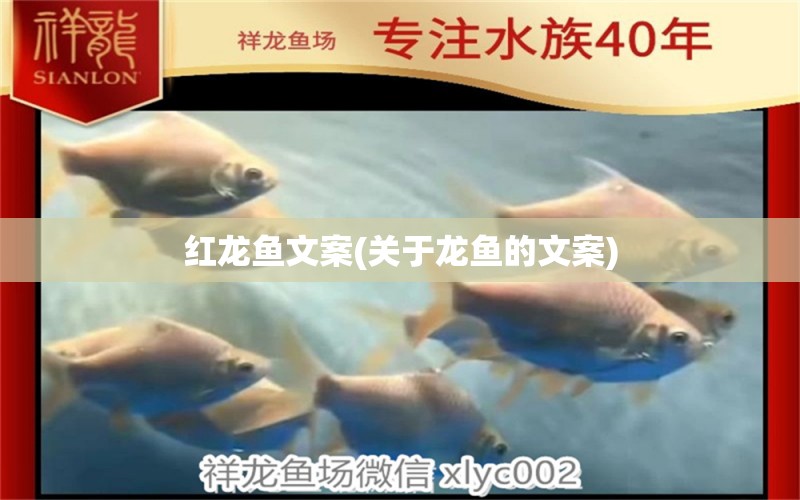 紅龍魚文案(關(guān)于龍魚的文案) 野彩魚 第1張