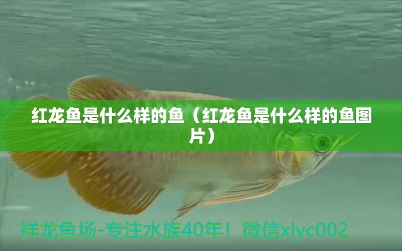 紅龍魚是什么樣的魚（紅龍魚是什么樣的魚圖片） 印尼紅龍魚