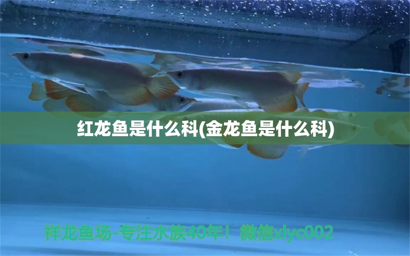 紅龍魚是什么科(金龍魚是什么科) 狗頭魚