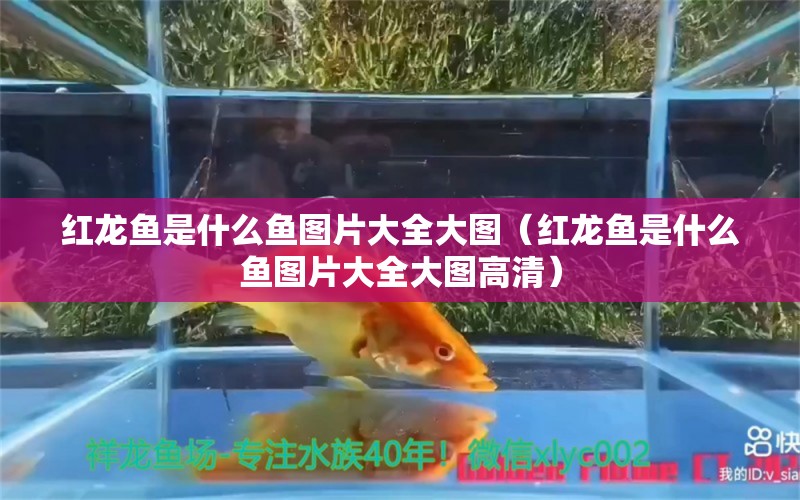 紅龍魚是什么魚圖片大全大圖（紅龍魚是什么魚圖片大全大圖高清） 魚缸定做