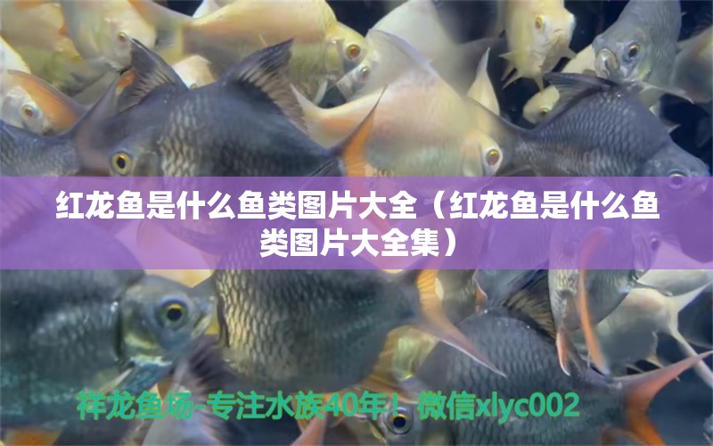 紅龍魚是什么魚類圖片大全（紅龍魚是什么魚類圖片大全集） 印尼紅龍魚