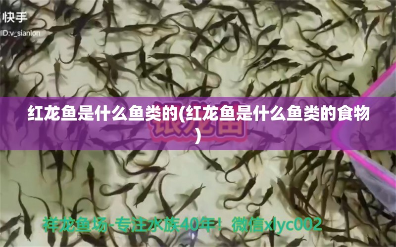 紅龍魚是什么魚類的(紅龍魚是什么魚類的食物) 鐵甲武士