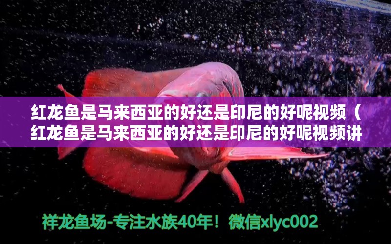 紅龍魚(yú)是馬來(lái)西亞的好還是印尼的好呢視頻（紅龍魚(yú)是馬來(lái)西亞的好還是印尼的好呢視頻講解） 印尼虎苗