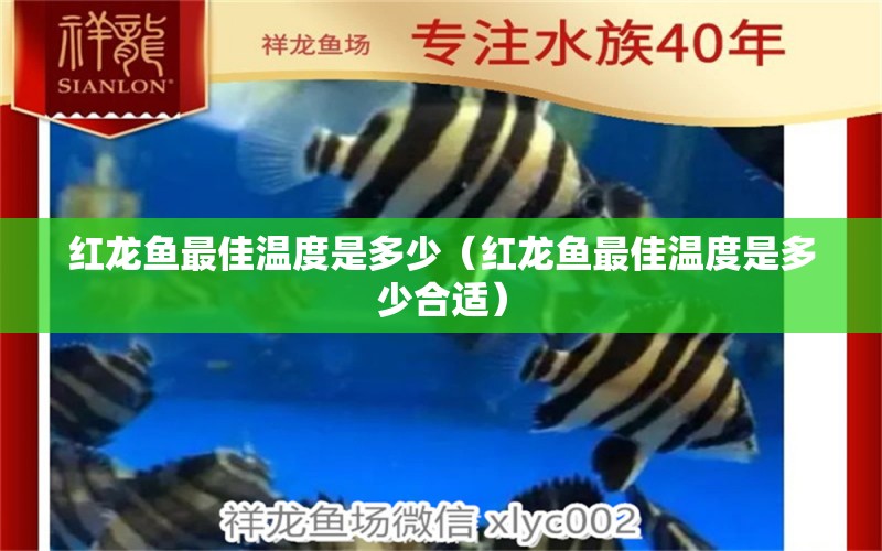 紅龍魚(yú)最佳溫度是多少（紅龍魚(yú)最佳溫度是多少合適）