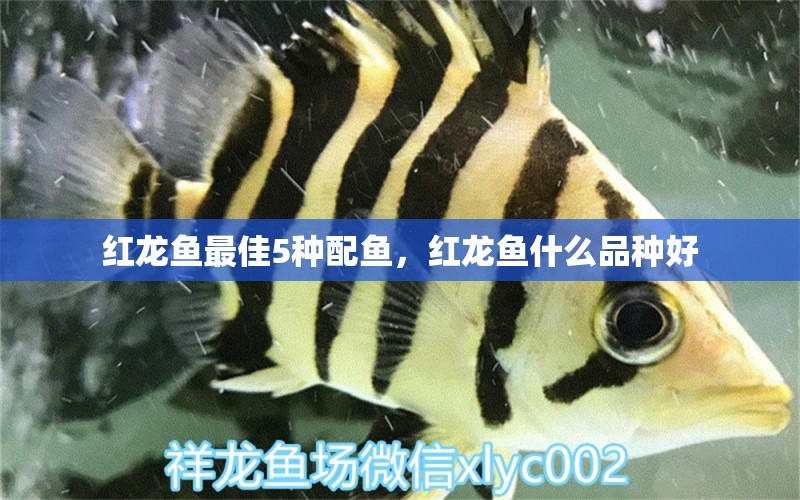 紅龍魚最佳5種配魚，紅龍魚什么品種好