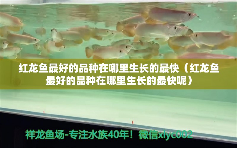 紅龍魚(yú)最好的品種在哪里生長(zhǎng)的最快（紅龍魚(yú)最好的品種在哪里生長(zhǎng)的最快呢）