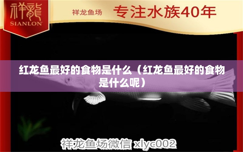 紅龍魚(yú)最好的食物是什么（紅龍魚(yú)最好的食物是什么呢） 印尼紅龍魚(yú)