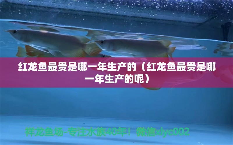 紅龍魚(yú)最貴是哪一年生產(chǎn)的（紅龍魚(yú)最貴是哪一年生產(chǎn)的呢）