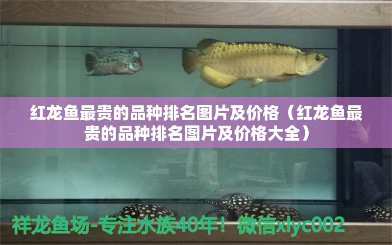 紅龍魚最貴的品種排名圖片及價格（紅龍魚最貴的品種排名圖片及價格大全）