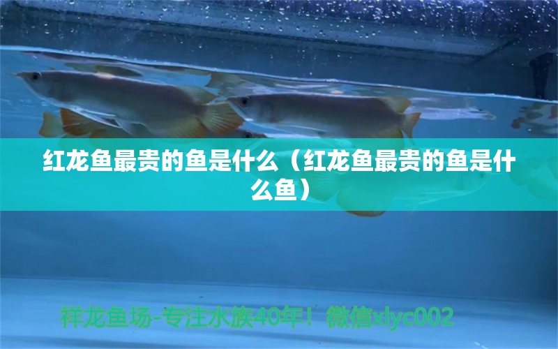 紅龍魚最貴的魚是什么（紅龍魚最貴的魚是什么魚） 龍魚百科