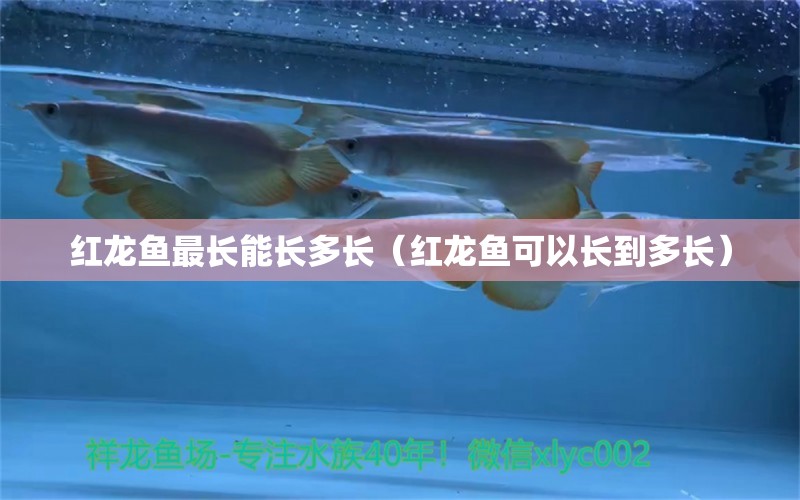 紅龍魚(yú)最長(zhǎng)能長(zhǎng)多長(zhǎng)（紅龍魚(yú)可以長(zhǎng)到多長(zhǎng)） 印尼紅龍魚(yú)