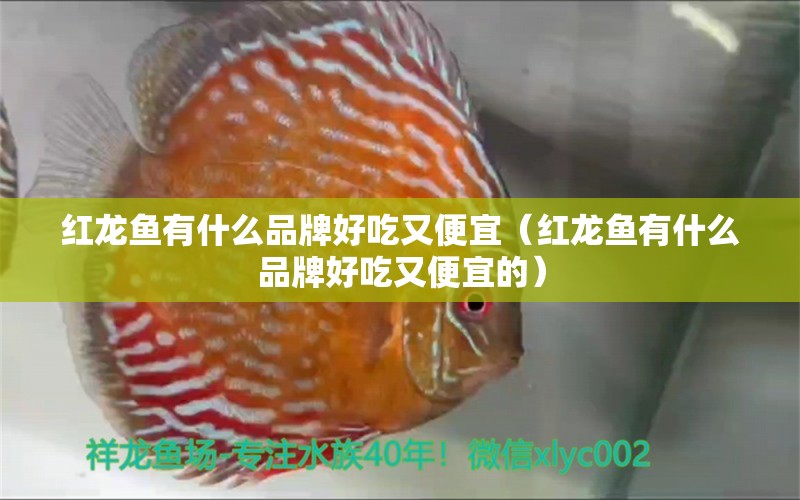 紅龍魚有什么品牌好吃又便宜（紅龍魚有什么品牌好吃又便宜的） 印尼紅龍魚