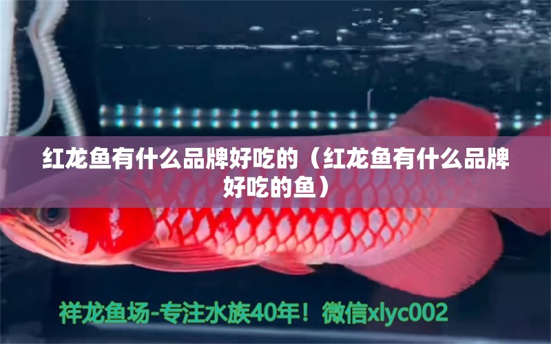 紅龍魚有什么品牌好吃的（紅龍魚有什么品牌好吃的魚）