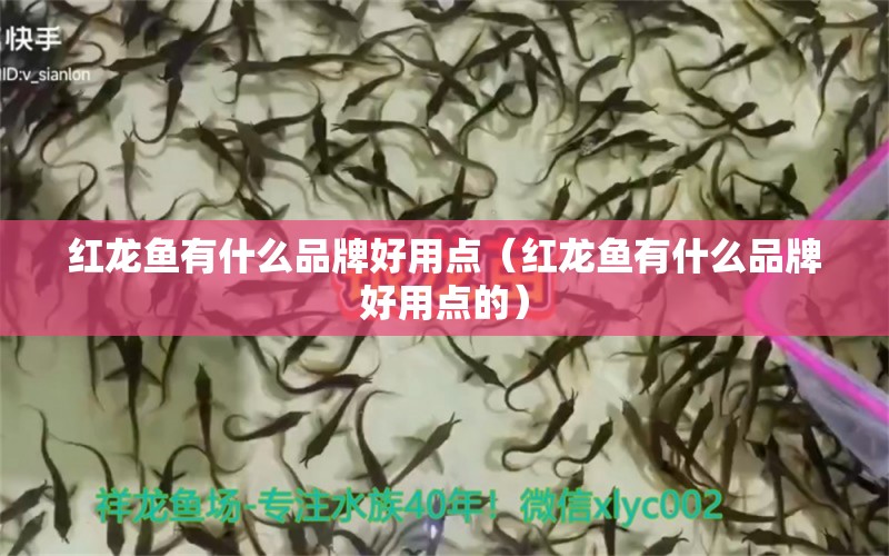 紅龍魚(yú)有什么品牌好用點(diǎn)（紅龍魚(yú)有什么品牌好用點(diǎn)的）