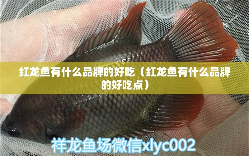 紅龍魚有什么品牌的好吃（紅龍魚有什么品牌的好吃點(diǎn)） 印尼紅龍魚