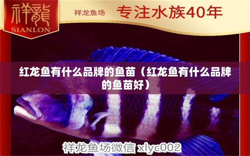 紅龍魚(yú)有什么品牌的魚(yú)苗（紅龍魚(yú)有什么品牌的魚(yú)苗好） 龍魚(yú)百科