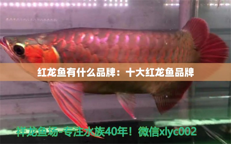 紅龍魚有什么品牌：十大紅龍魚品牌