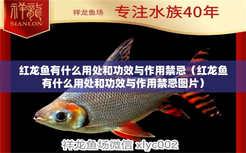 紅龍魚有什么用處和功效與作用禁忌（紅龍魚有什么用處和功效與作用禁忌圖片）