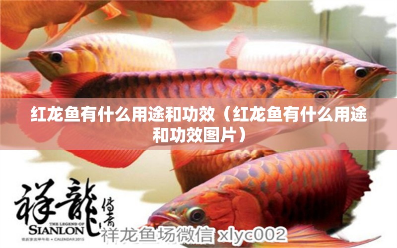 紅龍魚有什么用途和功效（紅龍魚有什么用途和功效圖片）