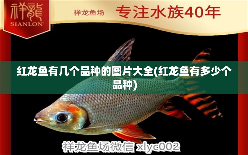 紅龍魚有幾個品種的圖片大全(紅龍魚有多少個品種) 錦鯉魚