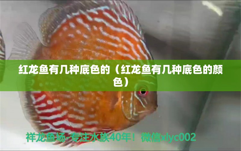 紅龍魚有幾種底色的（紅龍魚有幾種底色的顏色）