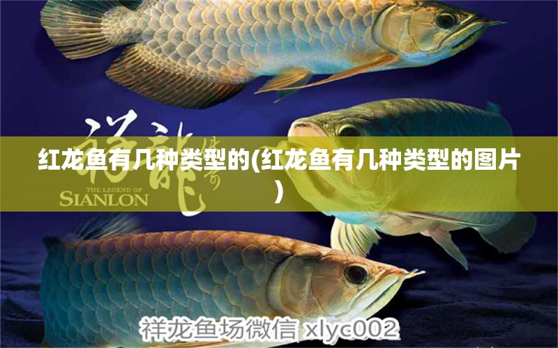 紅龍魚有幾種類型的(紅龍魚有幾種類型的圖片) 祥龍水族醫(yī)院