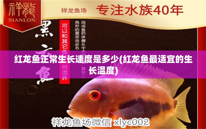 紅龍魚正常生長速度是多少(紅龍魚最適宜的生長溫度)