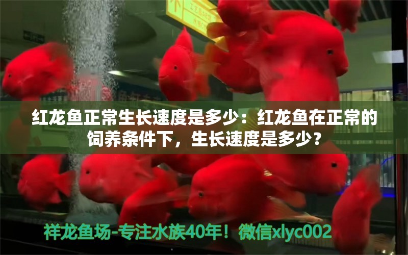 紅龍魚正常生長速度是多少：紅龍魚在正常的飼養(yǎng)條件下，生長速度是多少？