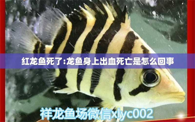 紅龍魚(yú)死了:龍魚(yú)身上出血死亡是怎么回事