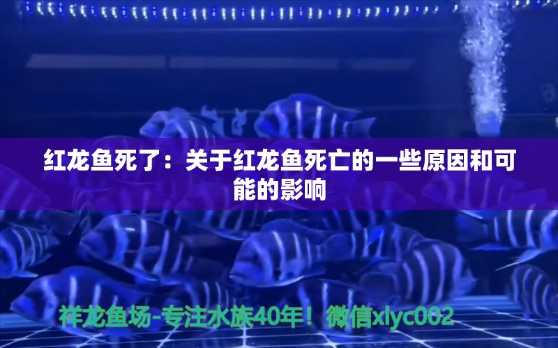 紅龍魚死了：關(guān)于紅龍魚死亡的一些原因和可能的影響 龍魚百科 第2張