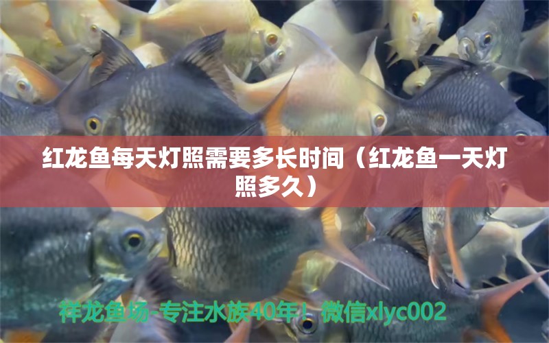 紅龍魚每天燈照需要多長時間（紅龍魚一天燈照多久）