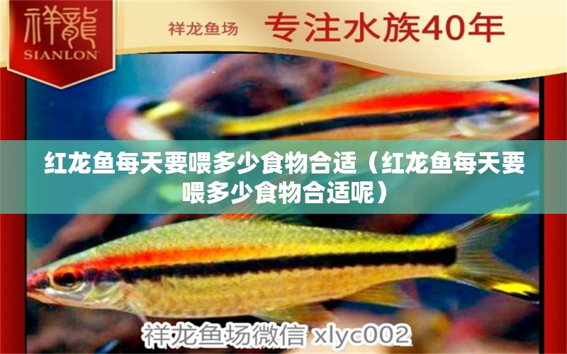 紅龍魚每天要喂多少食物合適（紅龍魚每天要喂多少食物合適呢）