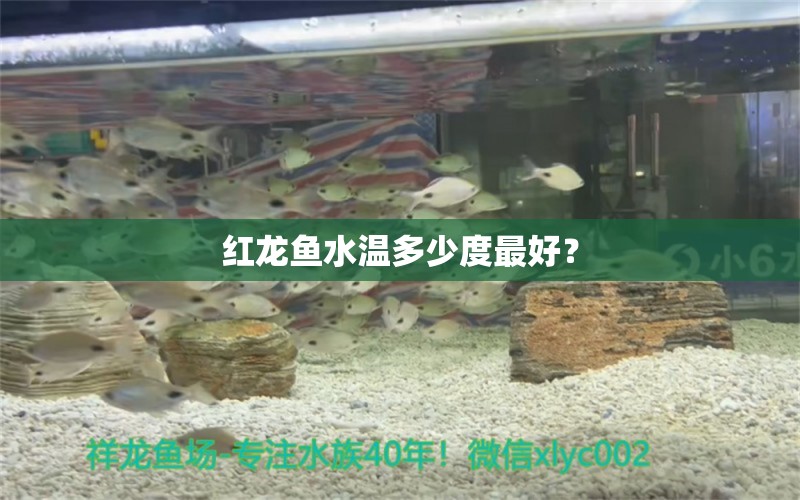 紅龍魚水溫多少度最好？