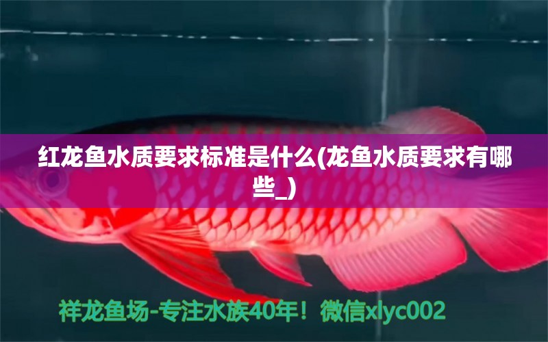 紅龍魚水質要求標準是什么(龍魚水質要求有哪些_) 龍魚批發(fā)