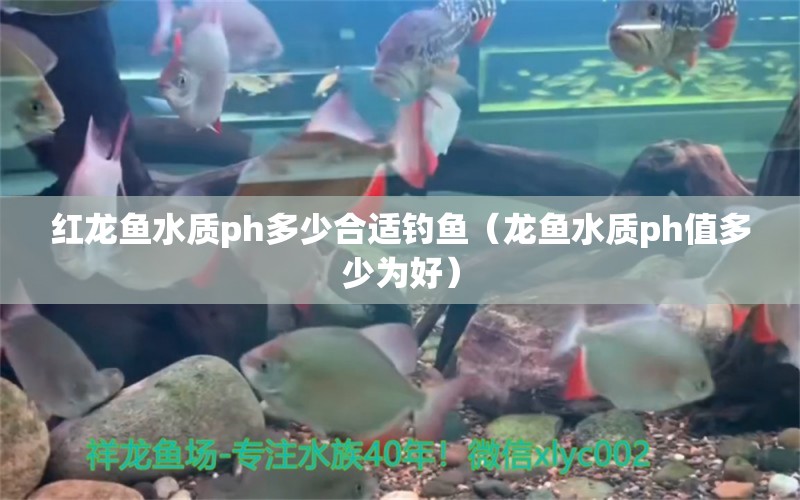 紅龍魚水質ph多少合適釣魚（龍魚水質ph值多少為好） 垂釣樂園