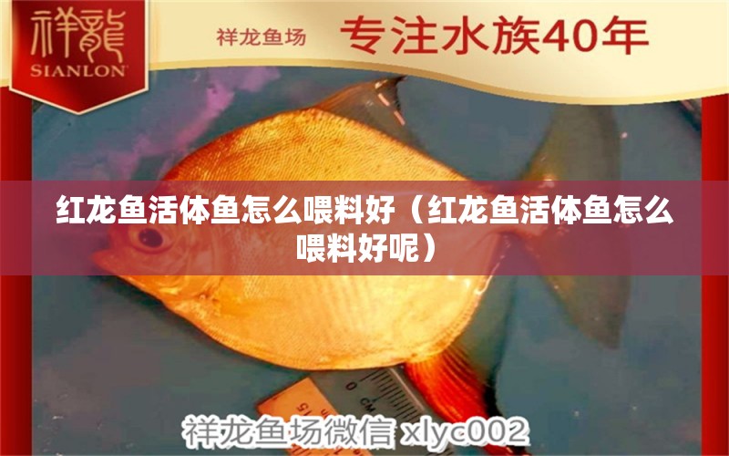 紅龍魚活體魚怎么喂料好（紅龍魚活體魚怎么喂料好呢）