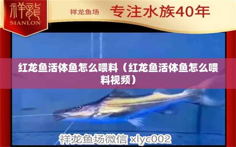 紅龍魚活體魚怎么喂料（紅龍魚活體魚怎么喂料視頻）