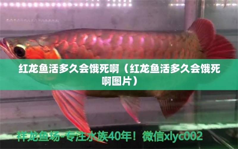 紅龍魚活多久會(huì)餓死?。t龍魚活多久會(huì)餓死啊圖片）