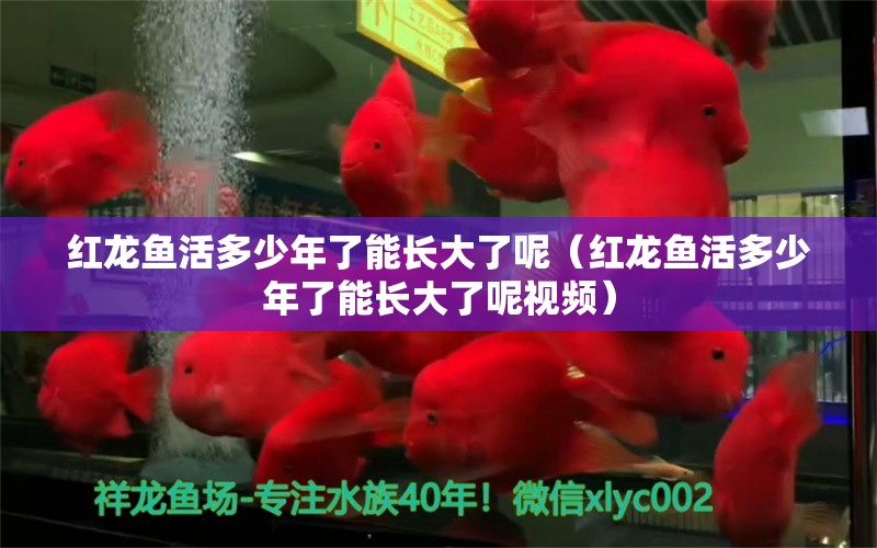 紅龍魚(yú)活多少年了能長(zhǎng)大了呢（紅龍魚(yú)活多少年了能長(zhǎng)大了呢視頻） 龍魚(yú)百科