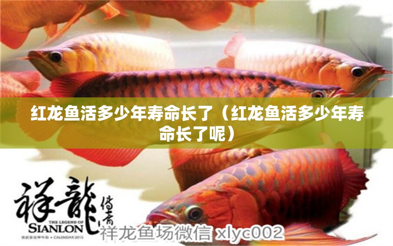 紅龍魚活多少年壽命長了（紅龍魚活多少年壽命長了呢） 印尼紅龍魚