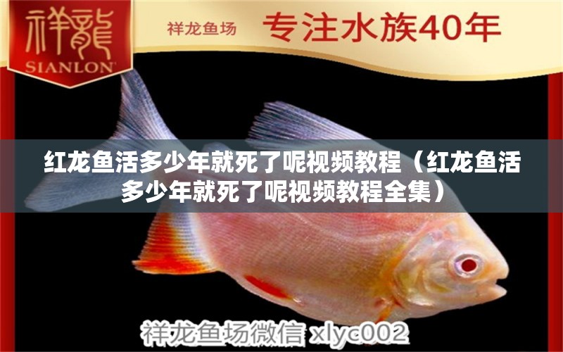 紅龍魚活多少年就死了呢視頻教程（紅龍魚活多少年就死了呢視頻教程全集） 龍魚百科