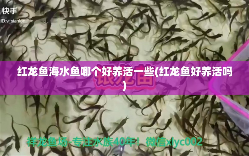 紅龍魚海水魚哪個(gè)好養(yǎng)活一些(紅龍魚好養(yǎng)活嗎) 海水魚