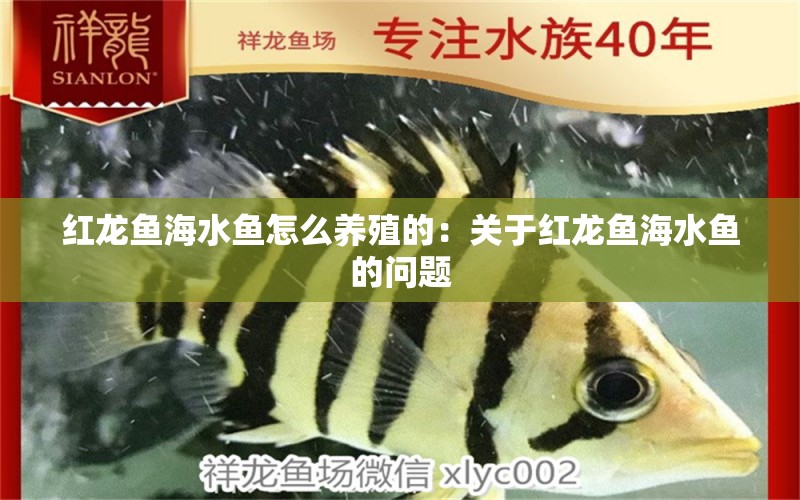 紅龍魚海水魚怎么養(yǎng)殖的：關(guān)于紅龍魚海水魚的問題 水族問答 第2張