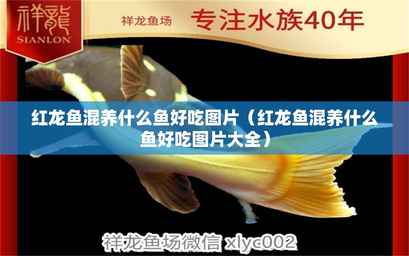 紅龍魚混養(yǎng)什么魚好吃圖片（紅龍魚混養(yǎng)什么魚好吃圖片大全） 龍魚疾病與治療