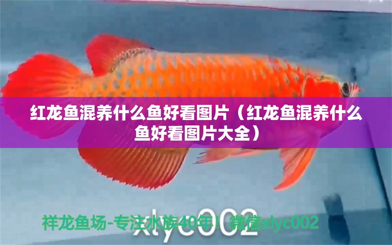 紅龍魚混養(yǎng)什么魚好看圖片（紅龍魚混養(yǎng)什么魚好看圖片大全） 龍魚疾病與治療