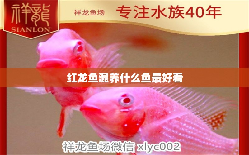 紅龍魚混養(yǎng)什么魚最好看