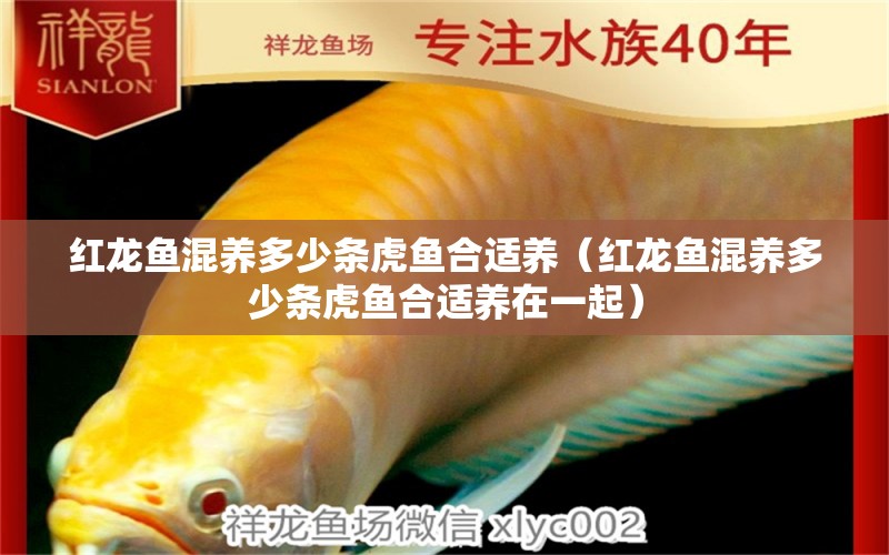 紅龍魚(yú)混養(yǎng)多少條虎魚(yú)合適養(yǎng)（紅龍魚(yú)混養(yǎng)多少條虎魚(yú)合適養(yǎng)在一起） 虎魚(yú)百科