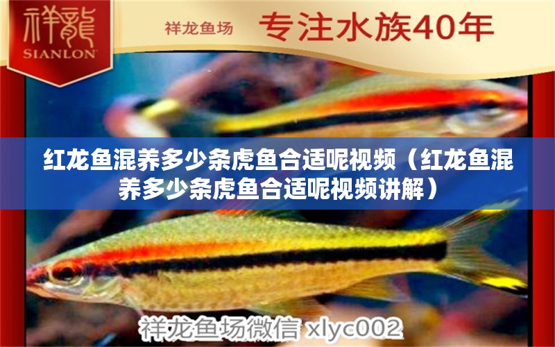 紅龍魚混養(yǎng)多少條虎魚合適呢視頻（紅龍魚混養(yǎng)多少條虎魚合適呢視頻講解） 虎魚百科