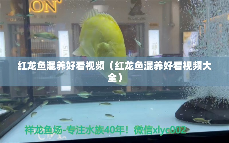 紅龍魚混養(yǎng)好看視頻（紅龍魚混養(yǎng)好看視頻大全） 龍魚疾病與治療