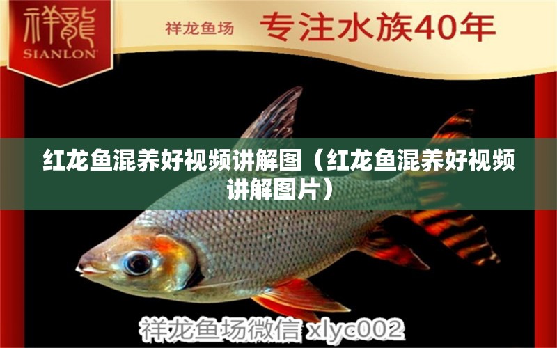 紅龍魚混養(yǎng)好視頻講解圖（紅龍魚混養(yǎng)好視頻講解圖片） 龍魚疾病與治療